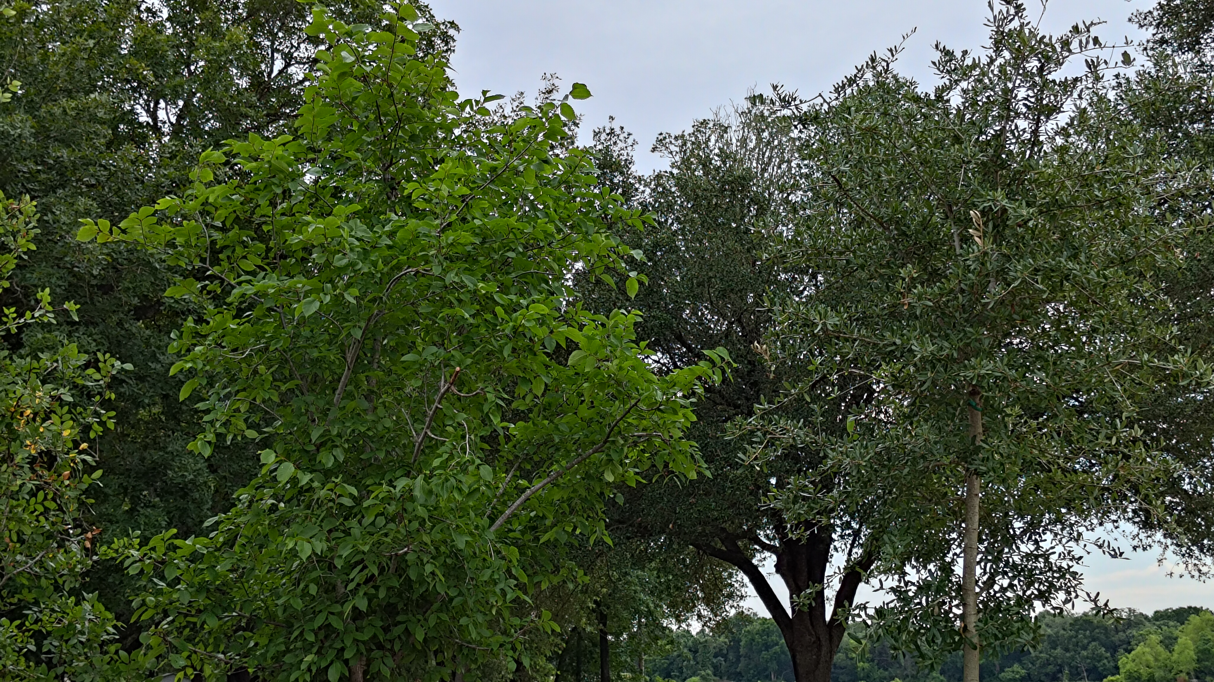 American Elm