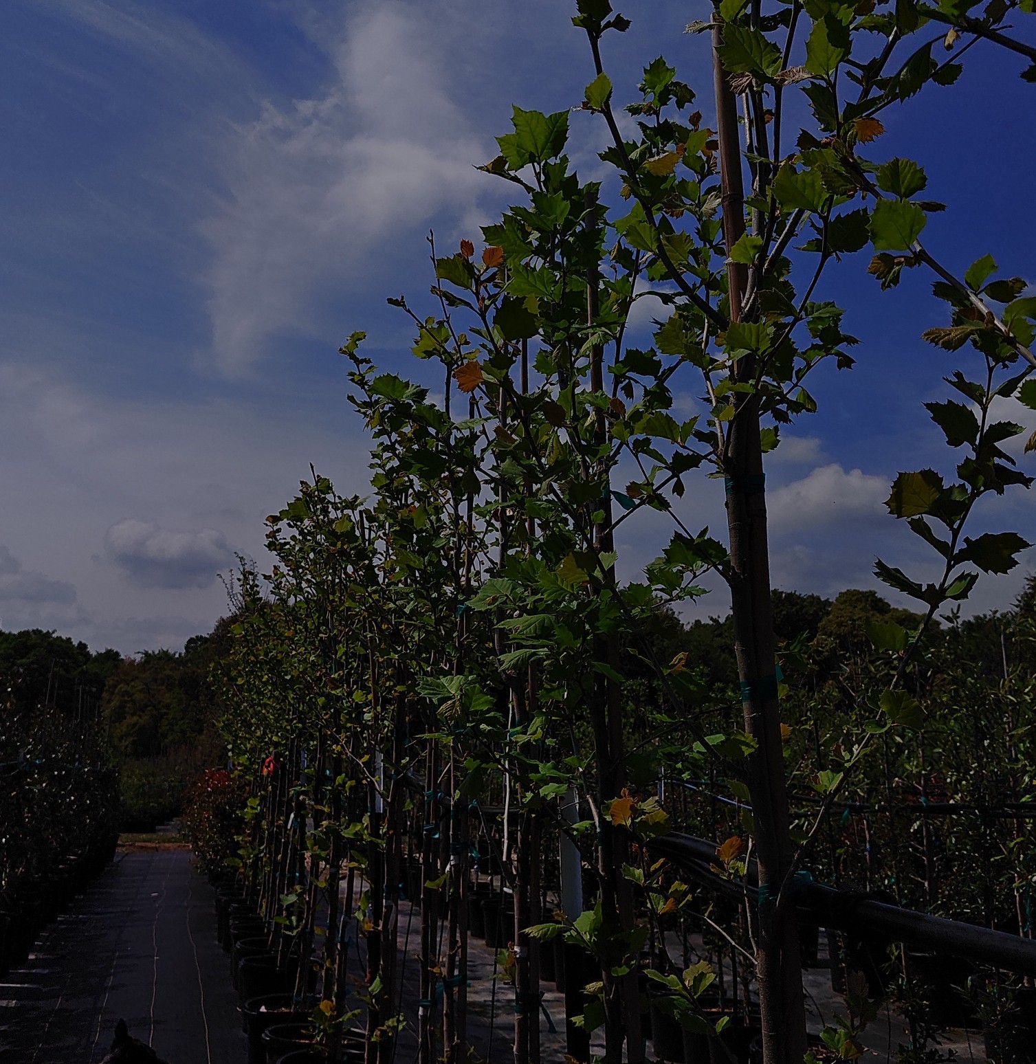 American Sycamore