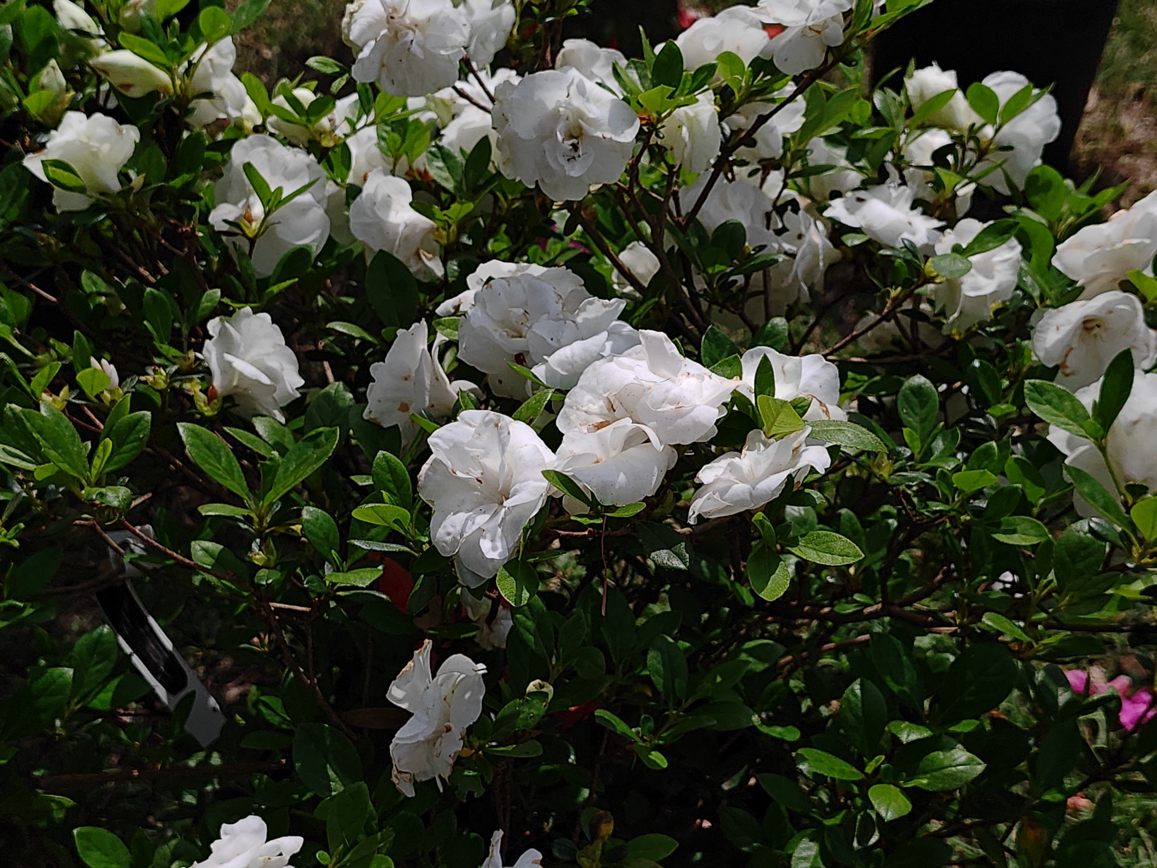 Formosa Azalea 