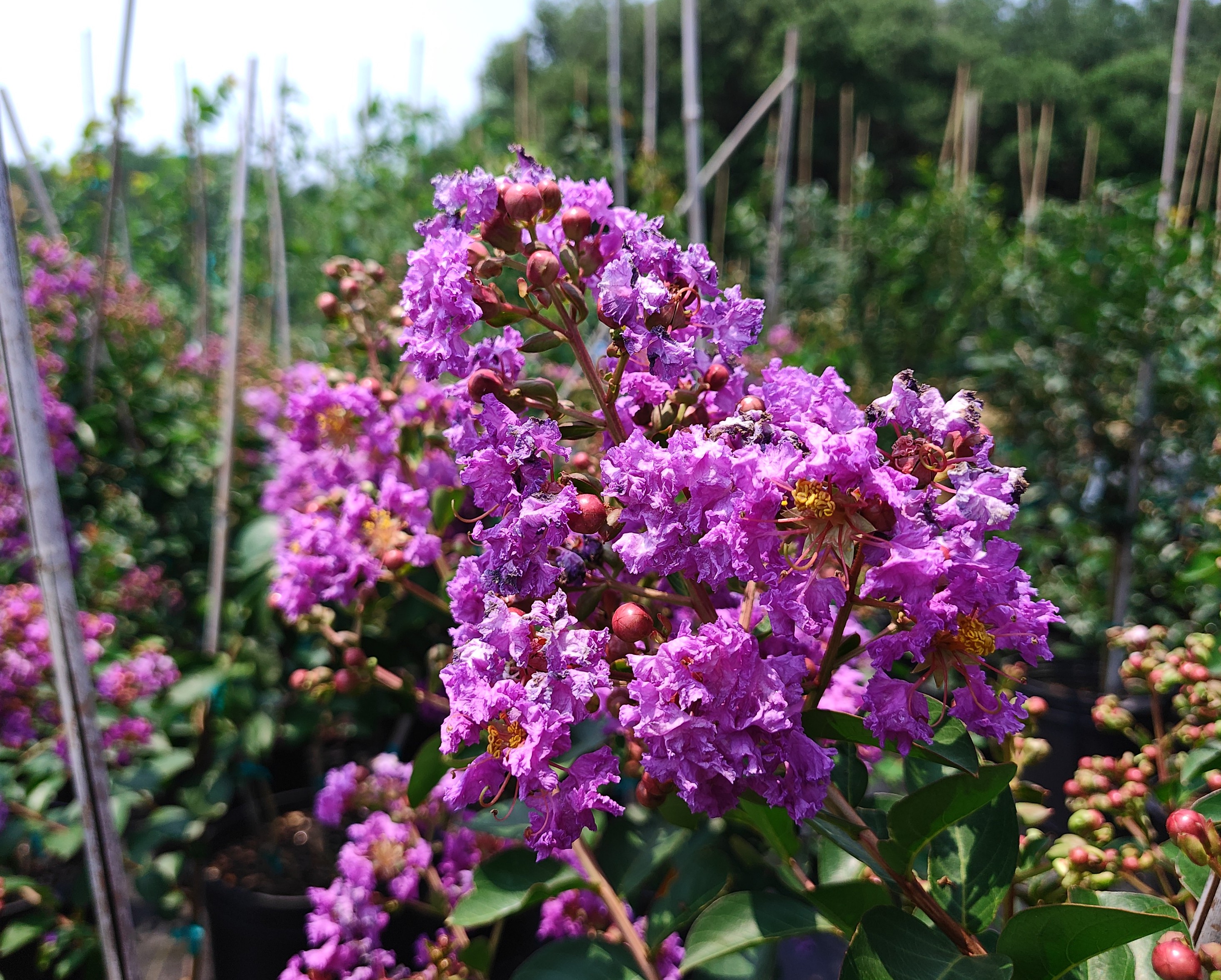 Catabaw CrepeMyrtle