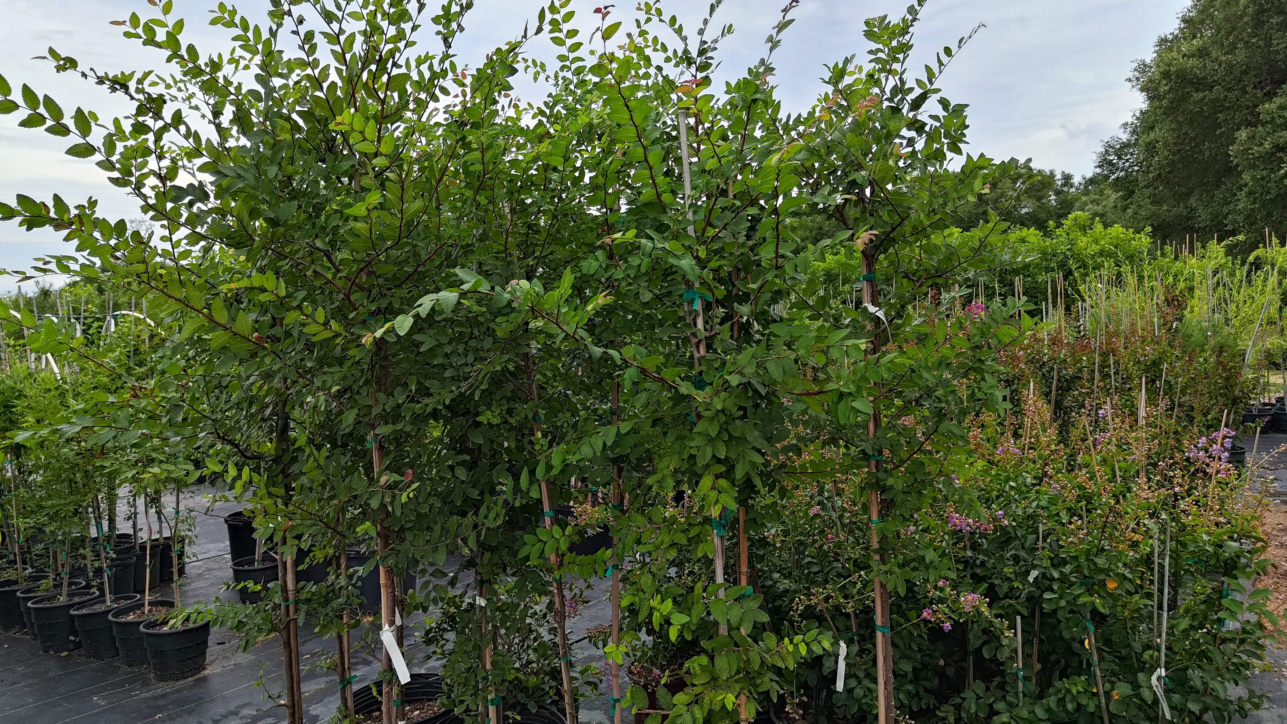 Cedar Elm