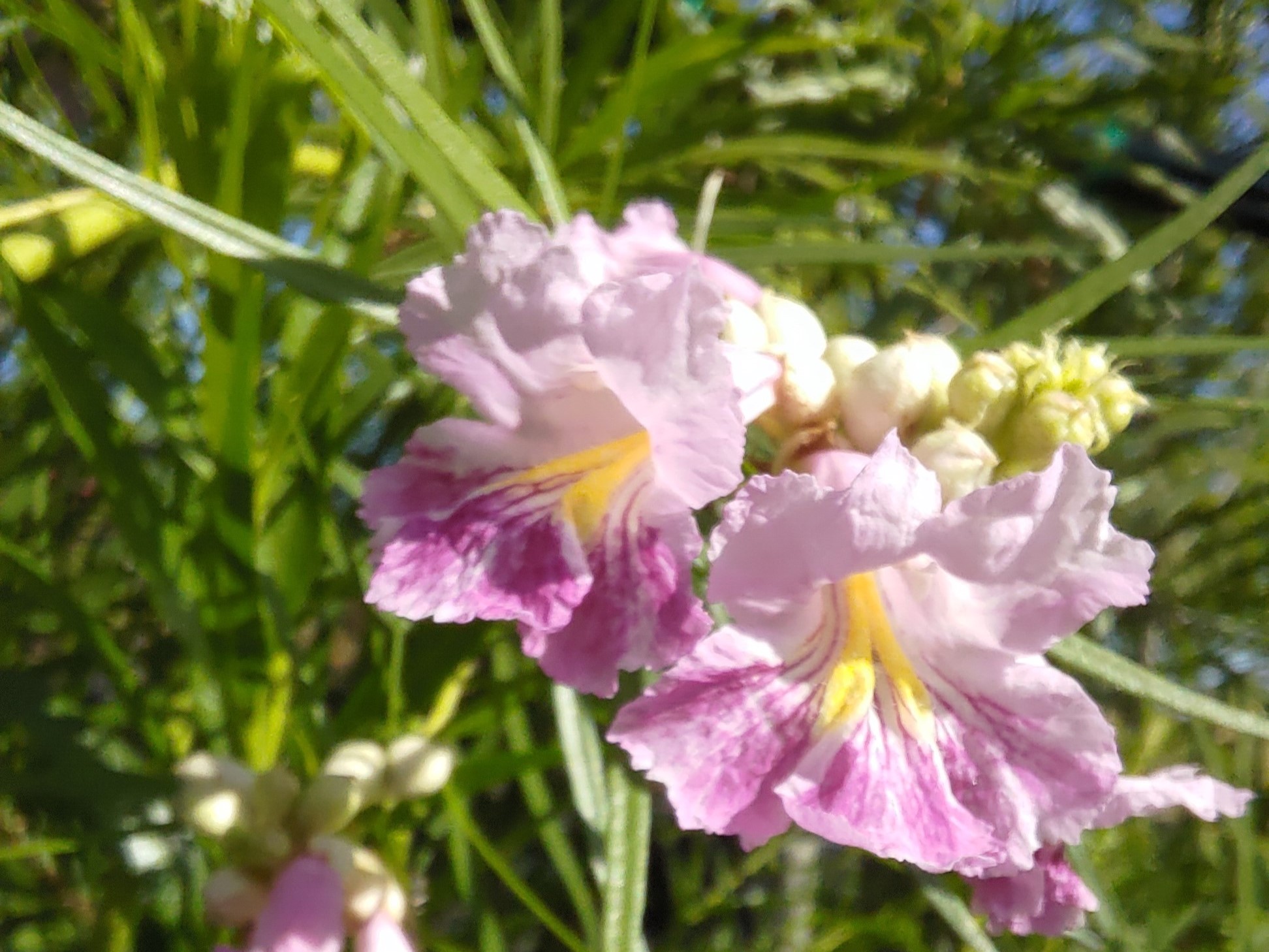 Desert Willow Pink 