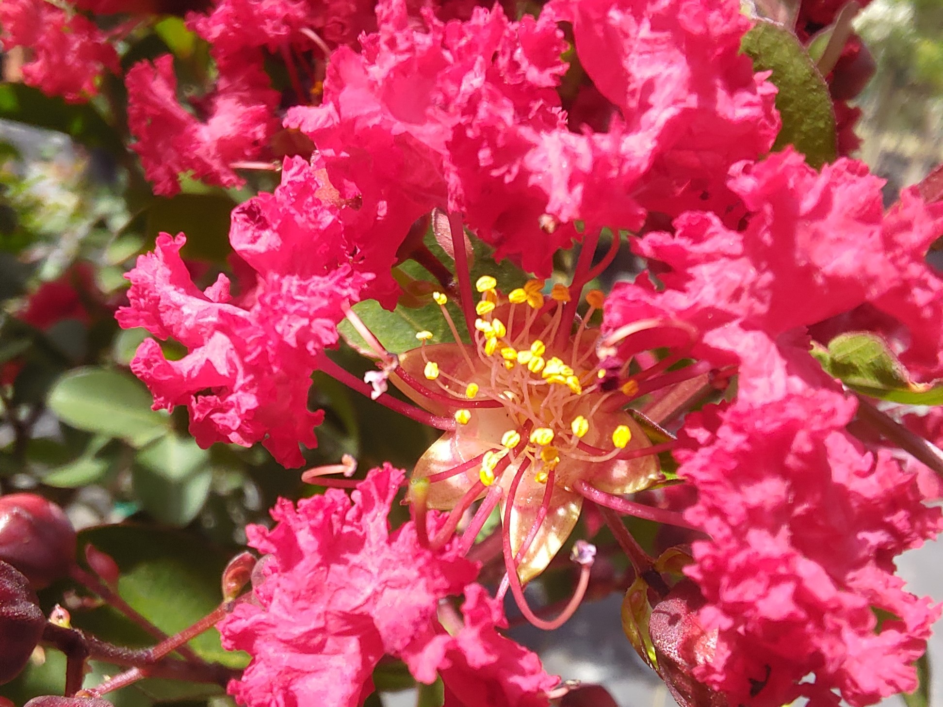 Dynamite CrepeMyrtle