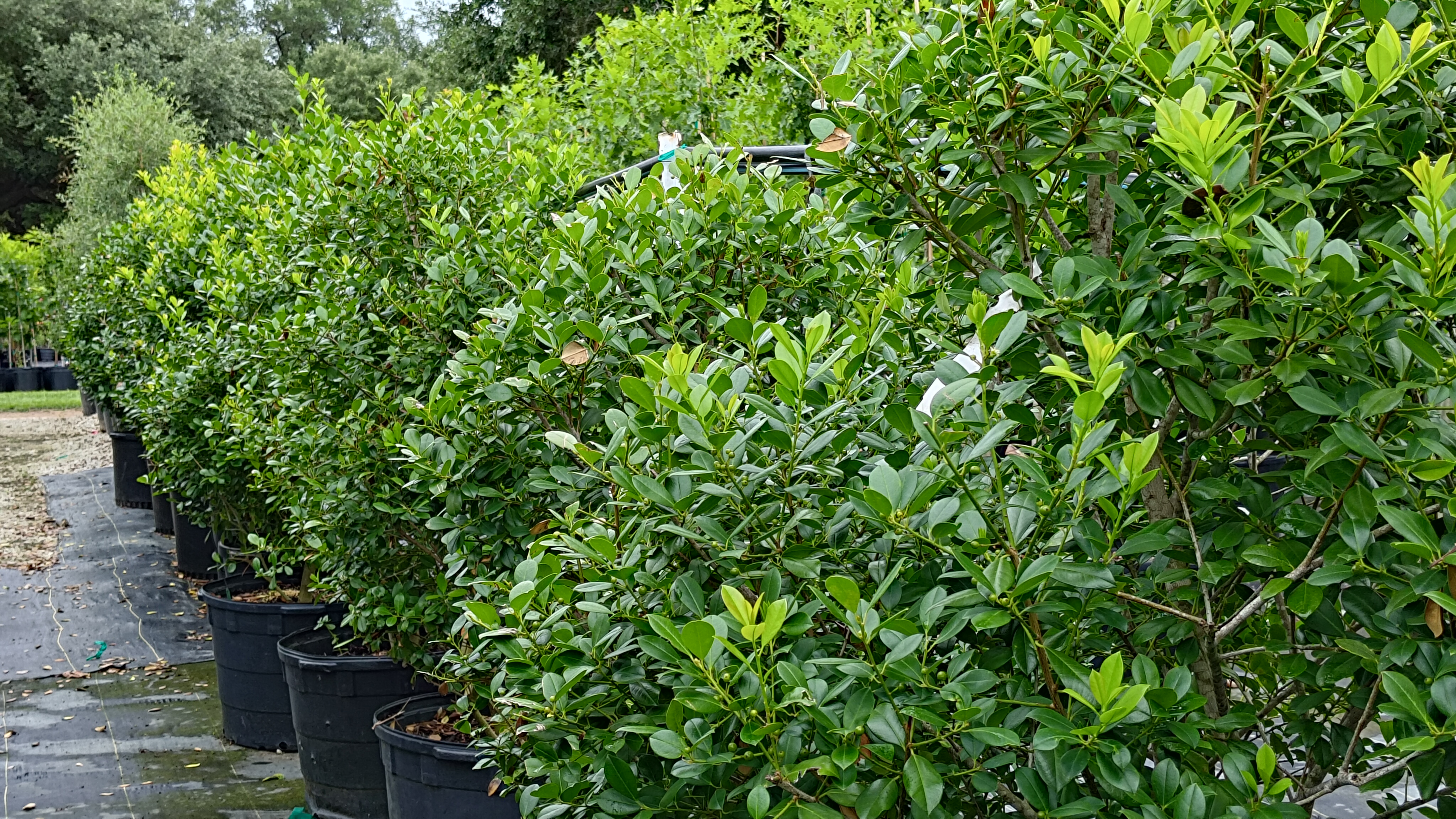 East Patalka Holly