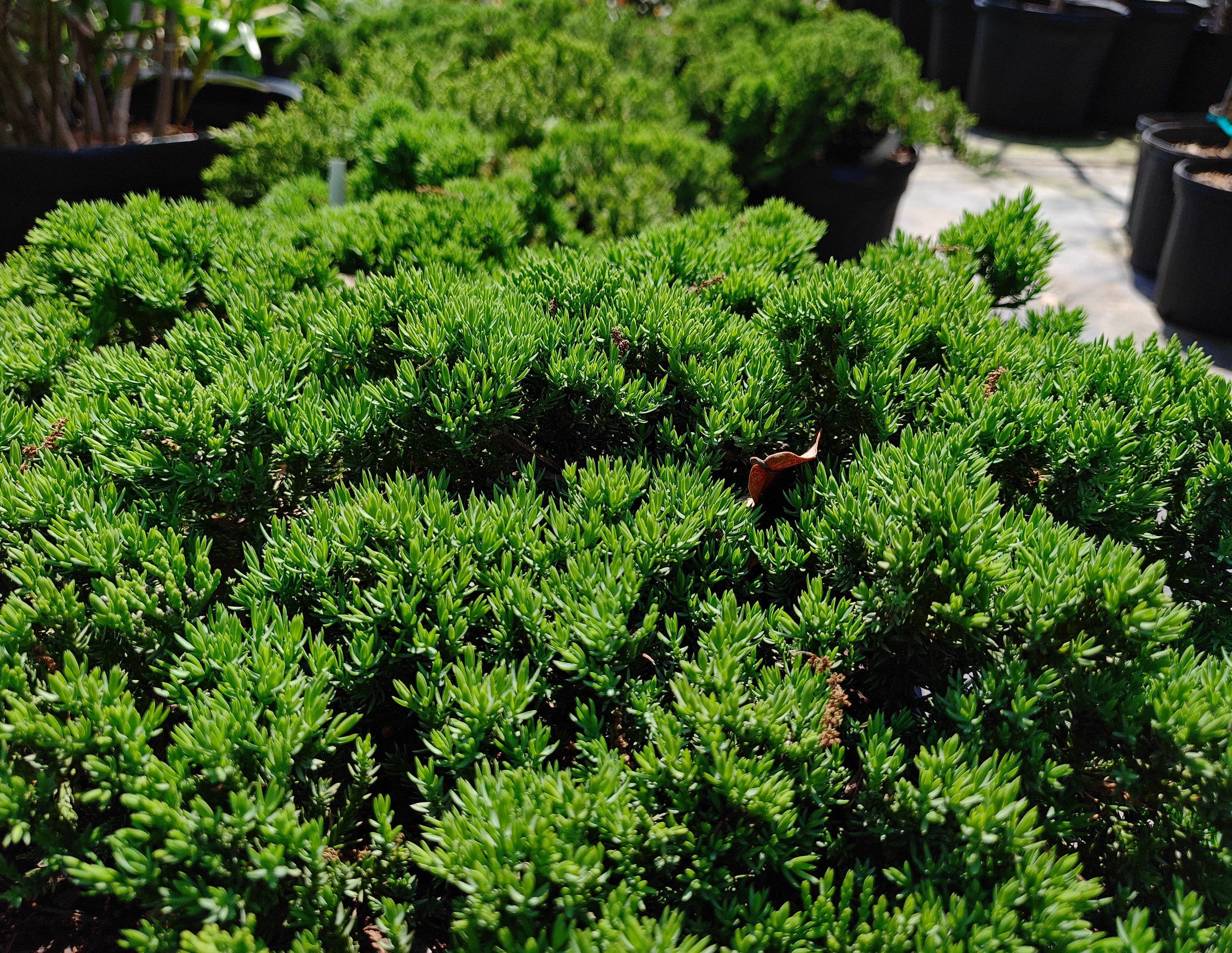 Ground Cover Juniper (Bonsai Shrub)