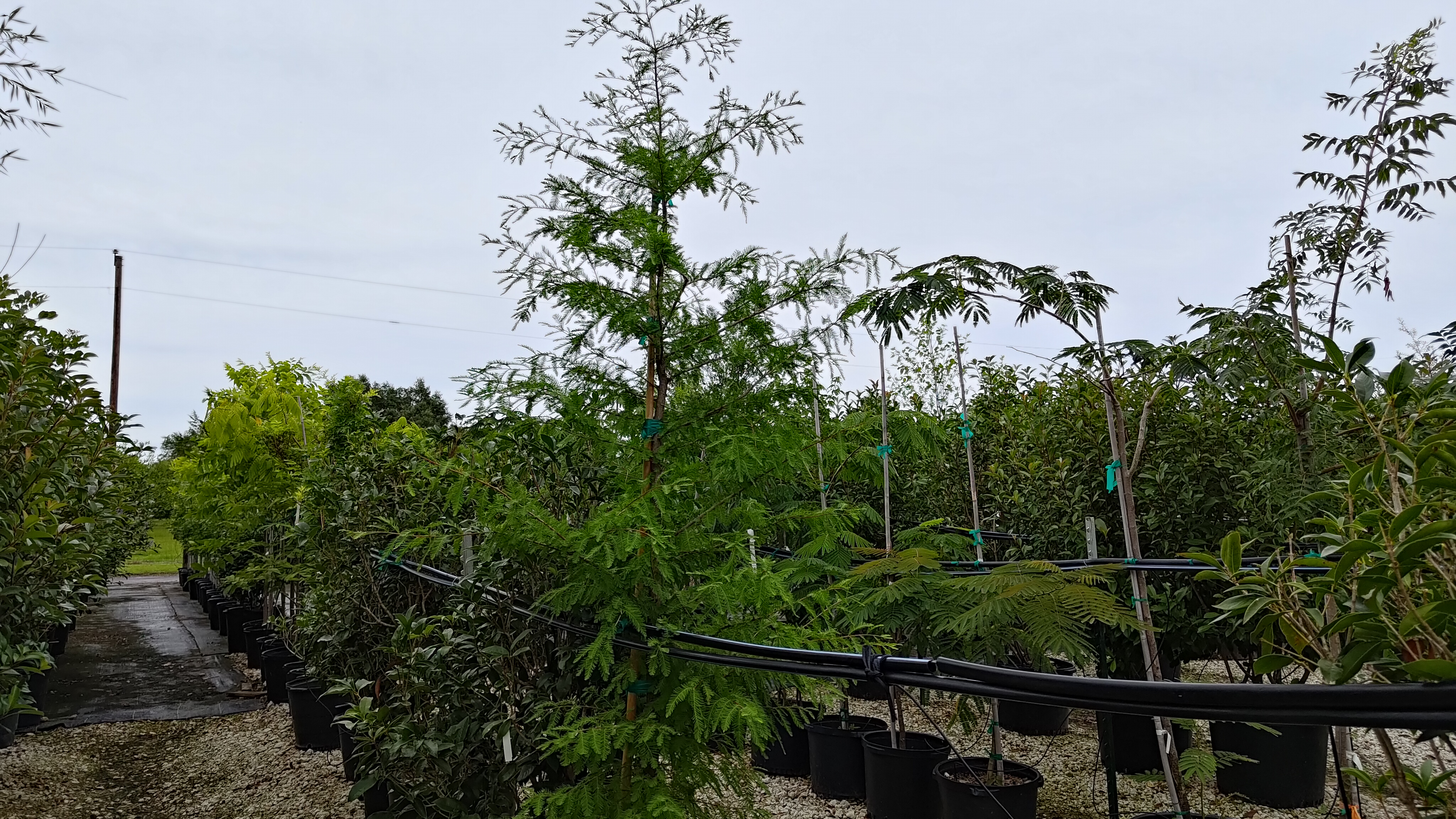 Montezuma Cypress