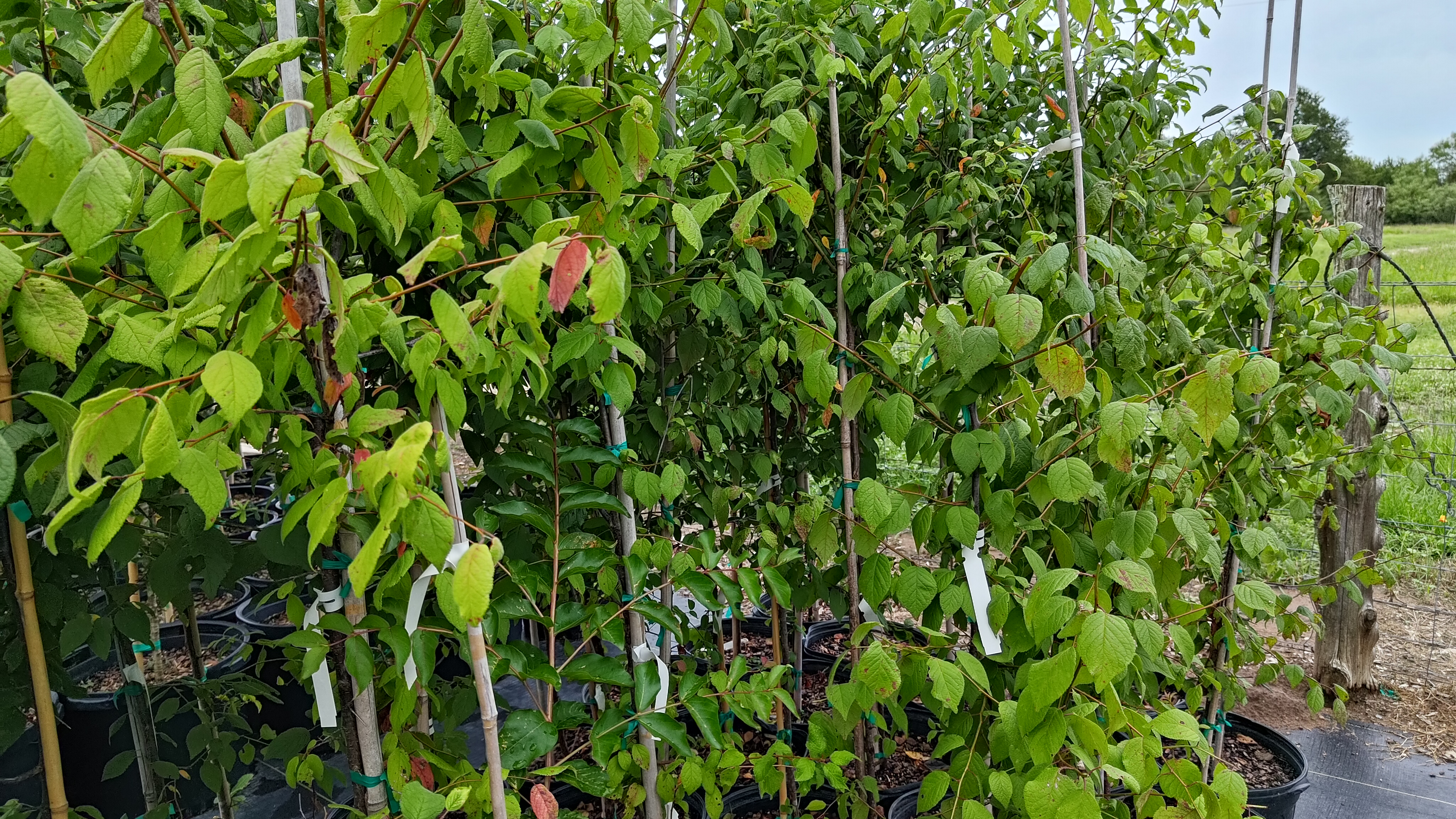 Mexican Plum (Not Edible)