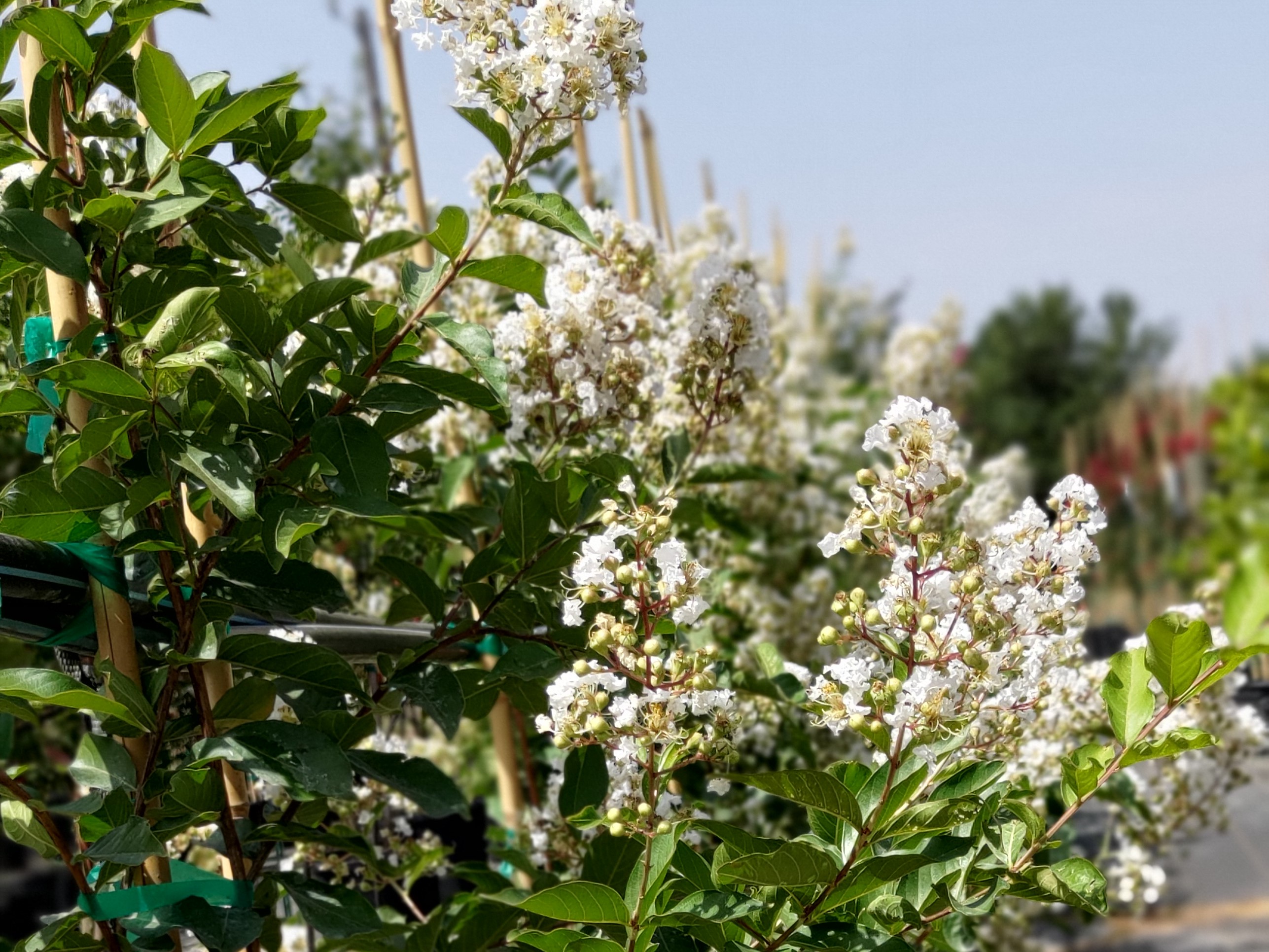 Natchez CrepeMyrtle