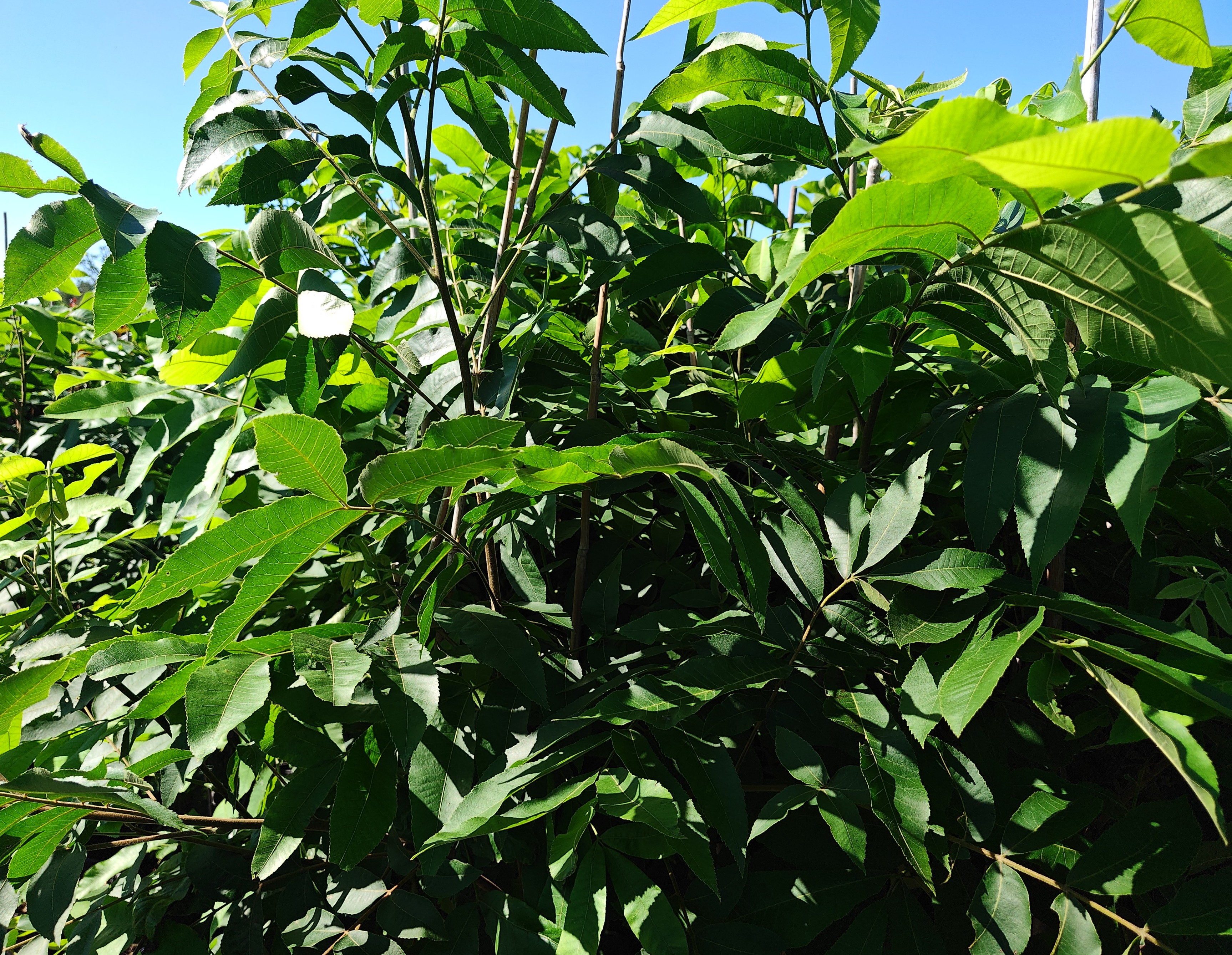 Native Texas Pecan 