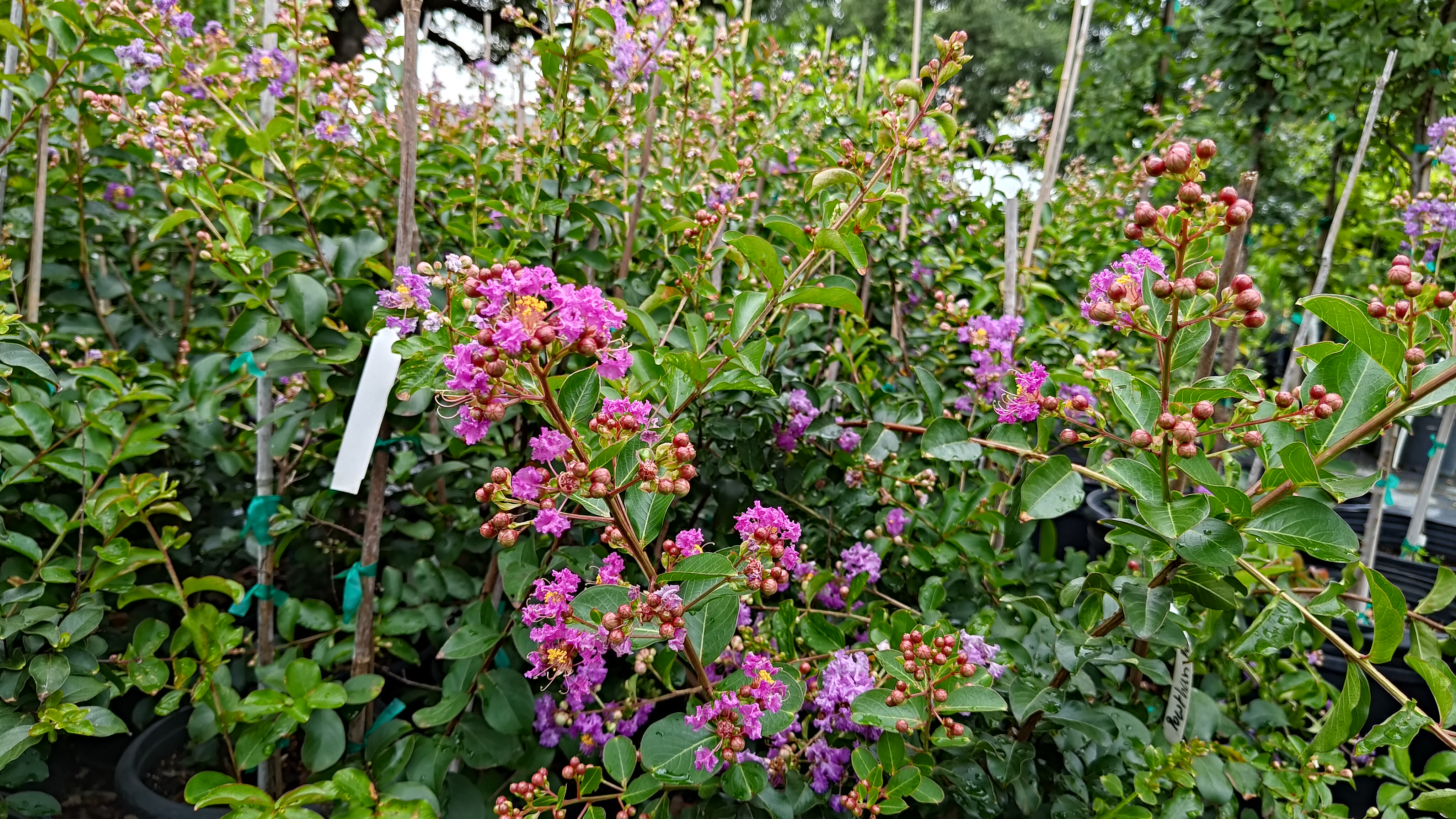 Powthan CrepeMyrtle