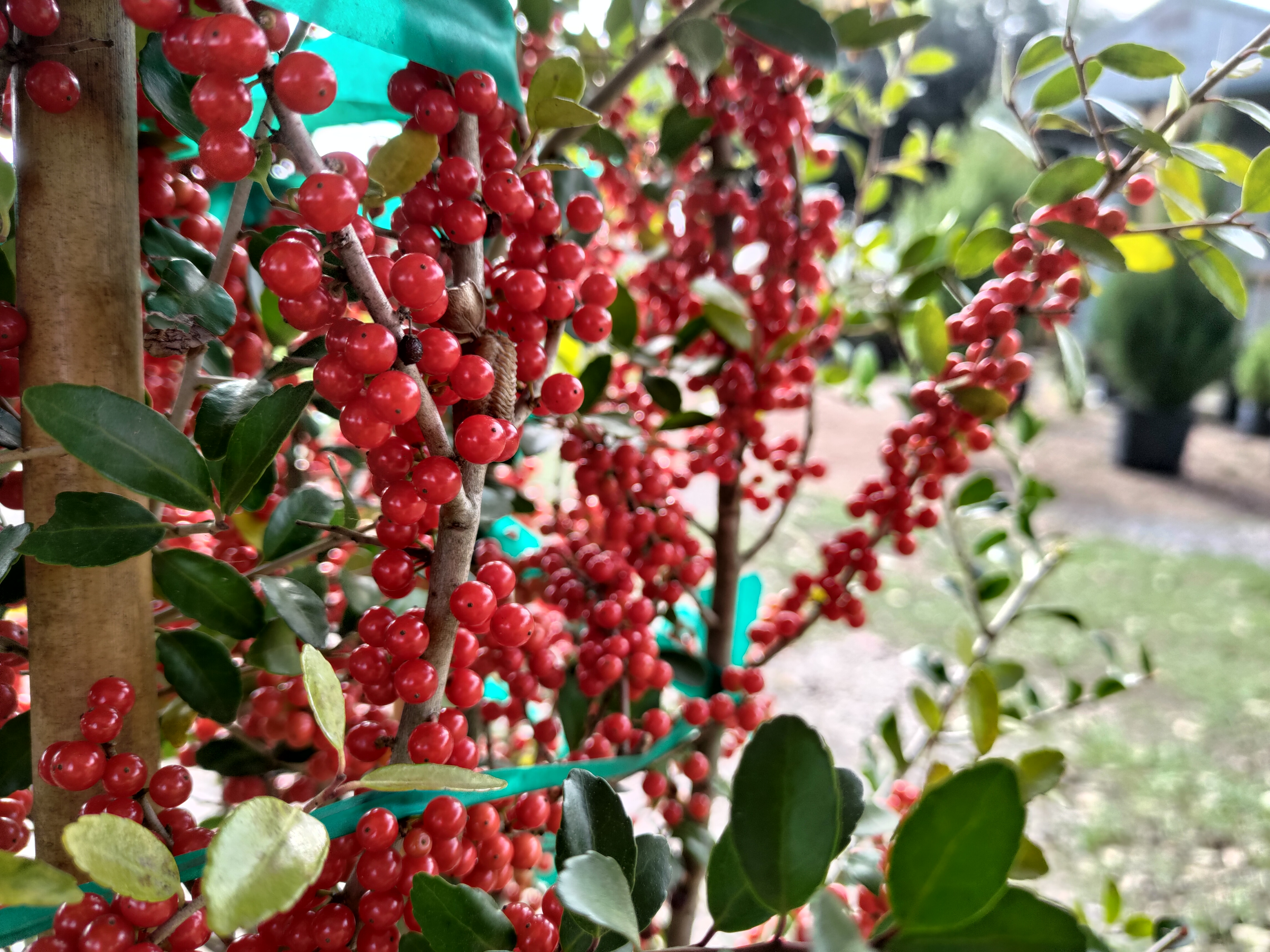  Pride of Houston Yaupon (Tree sShrub)