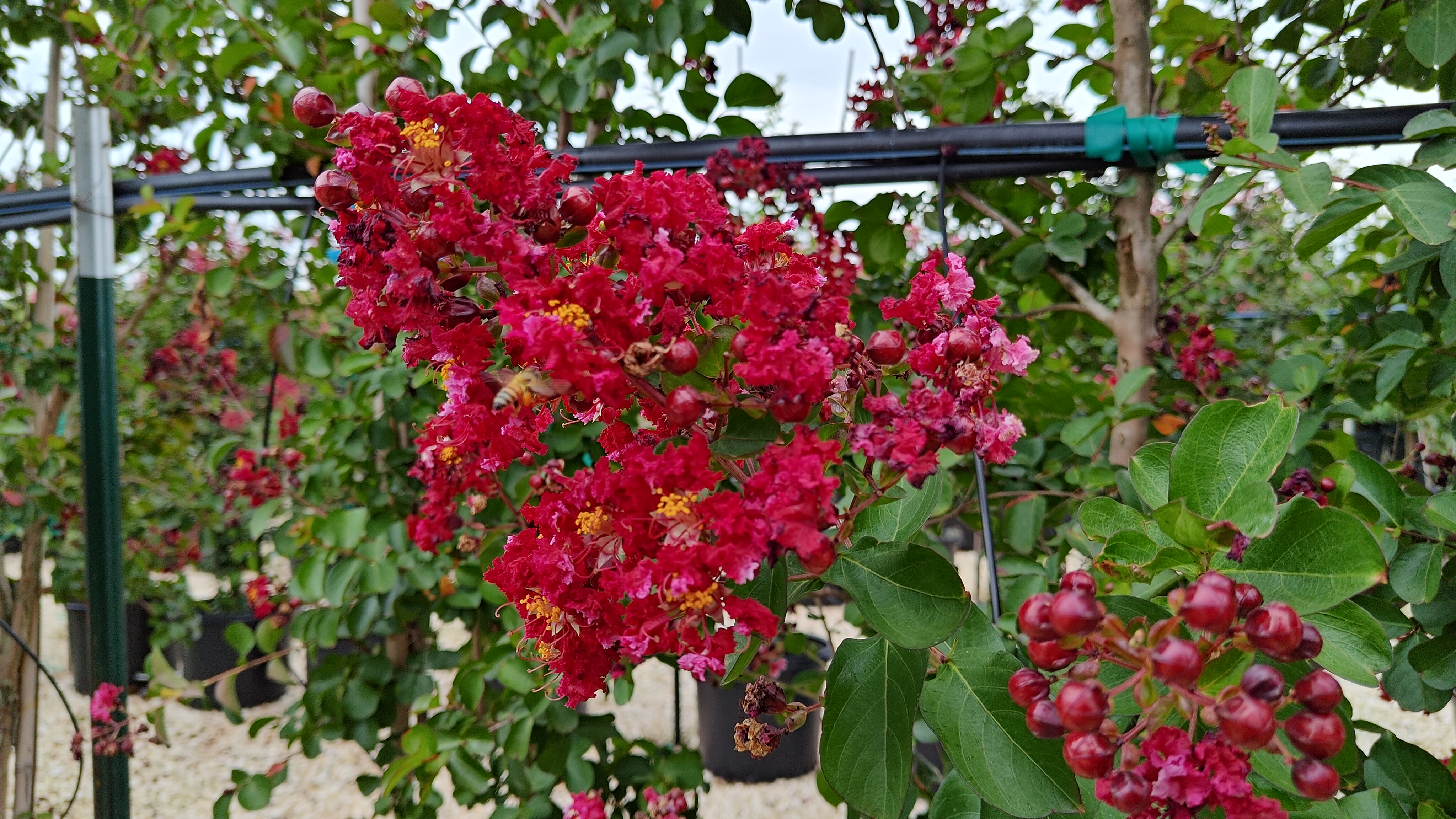 RedRocket CrepeMyrtle