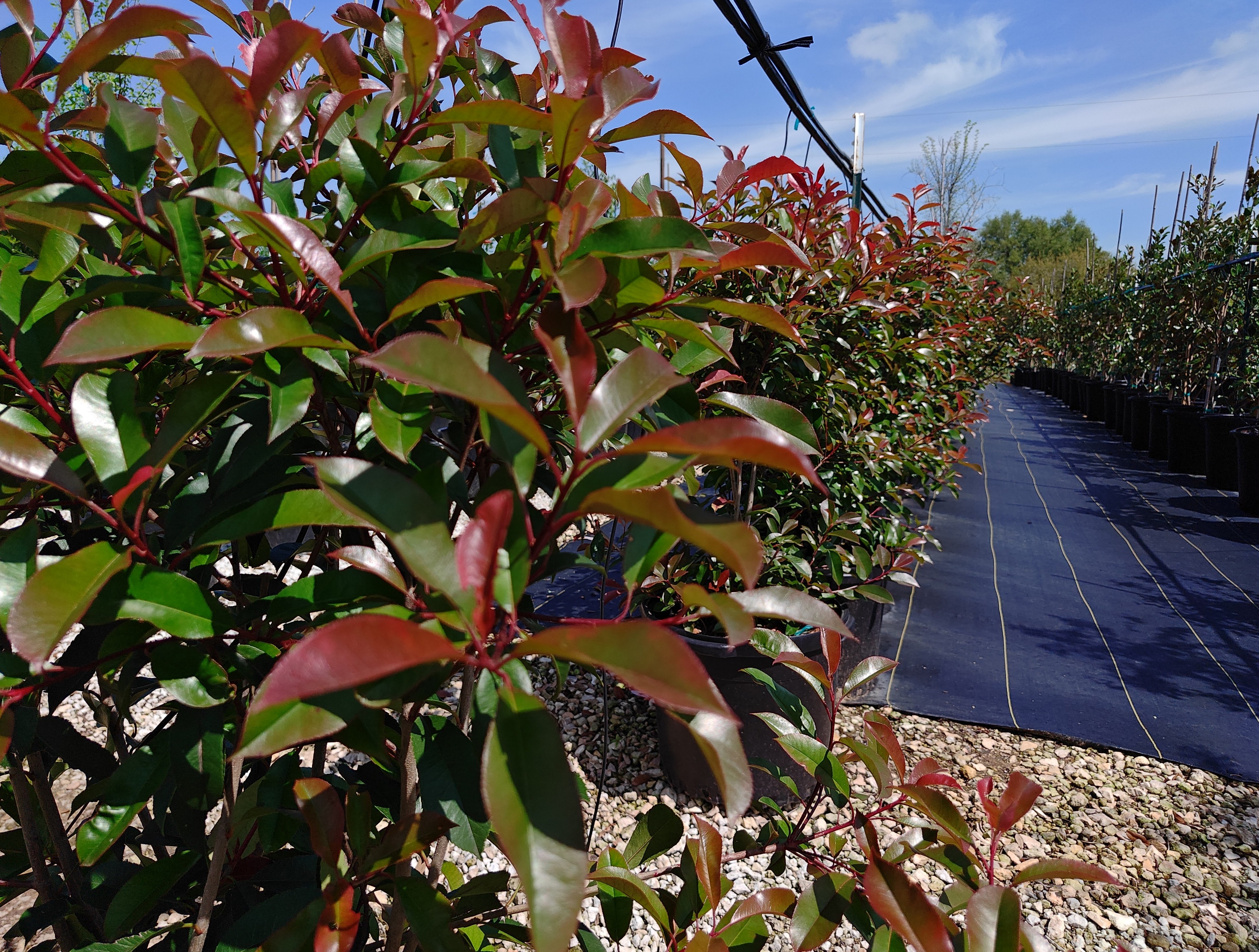 Red Tip Photonia (Shrub)