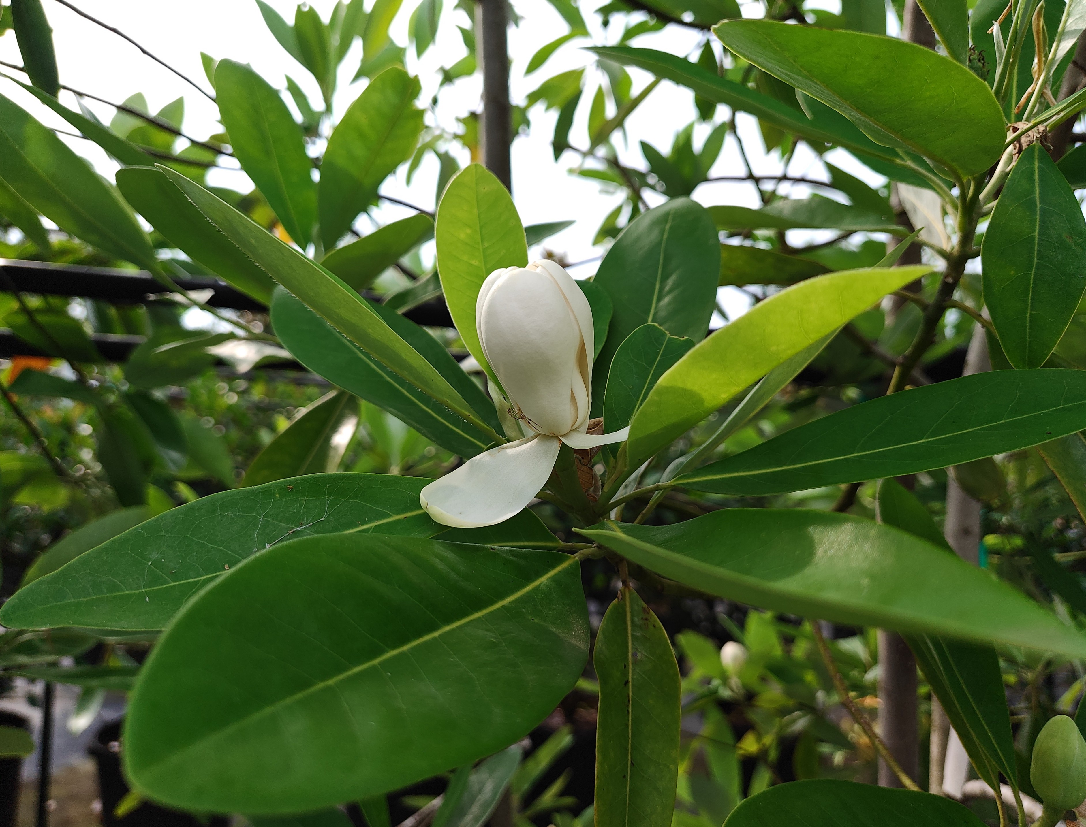 Saucer Magnolia 