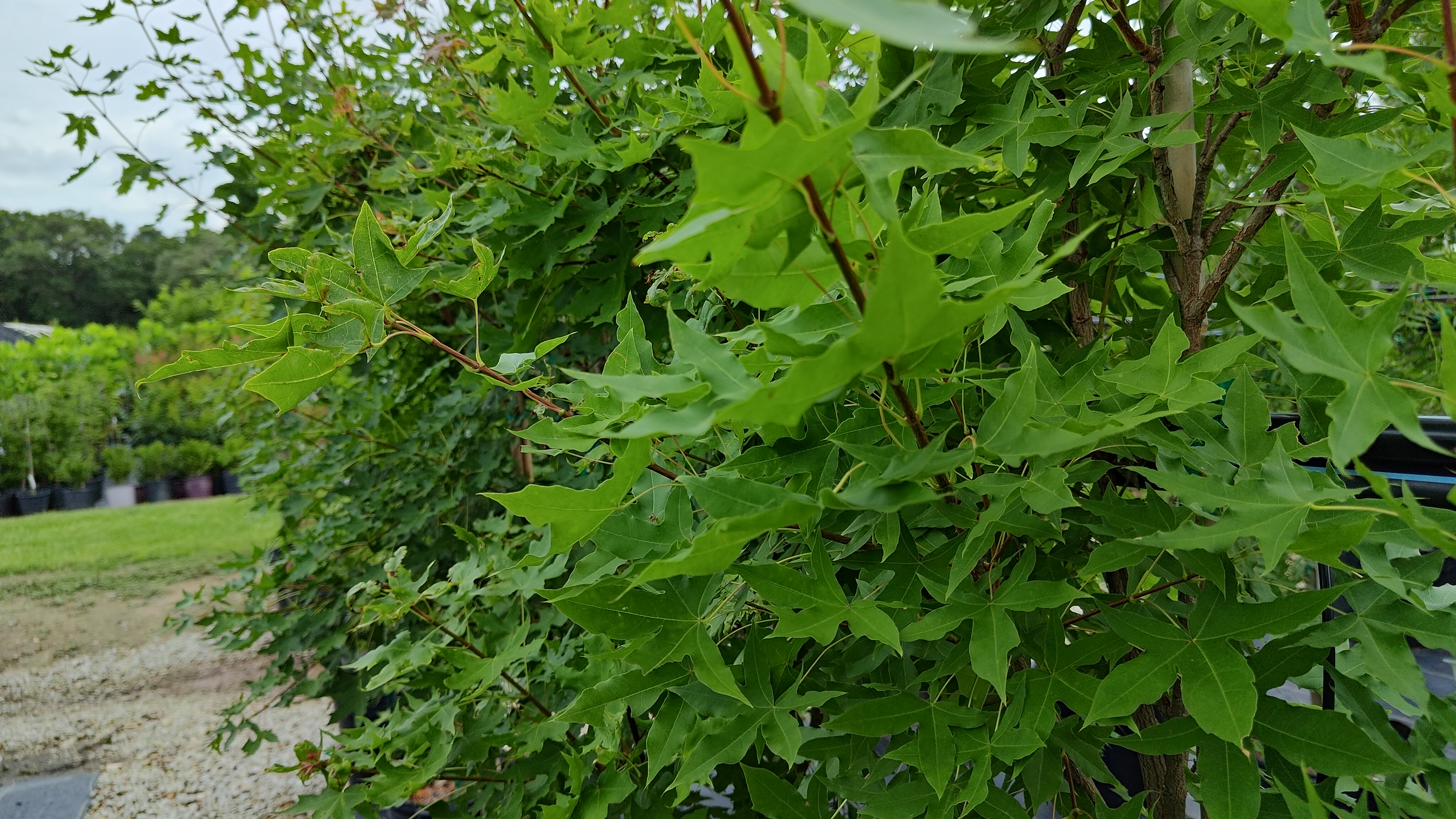 Shantung Purpleblow Maple