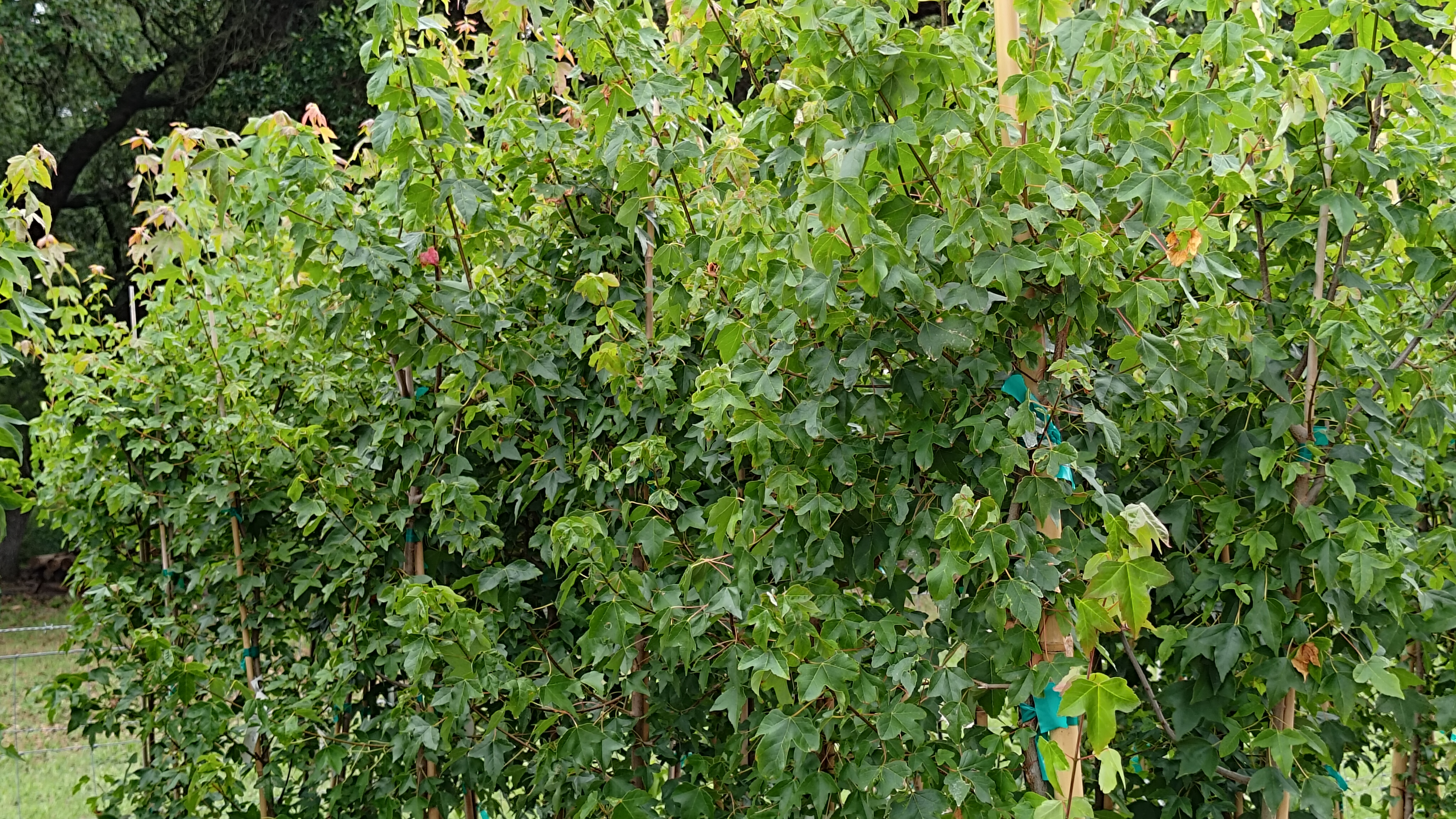 Trident Maple
