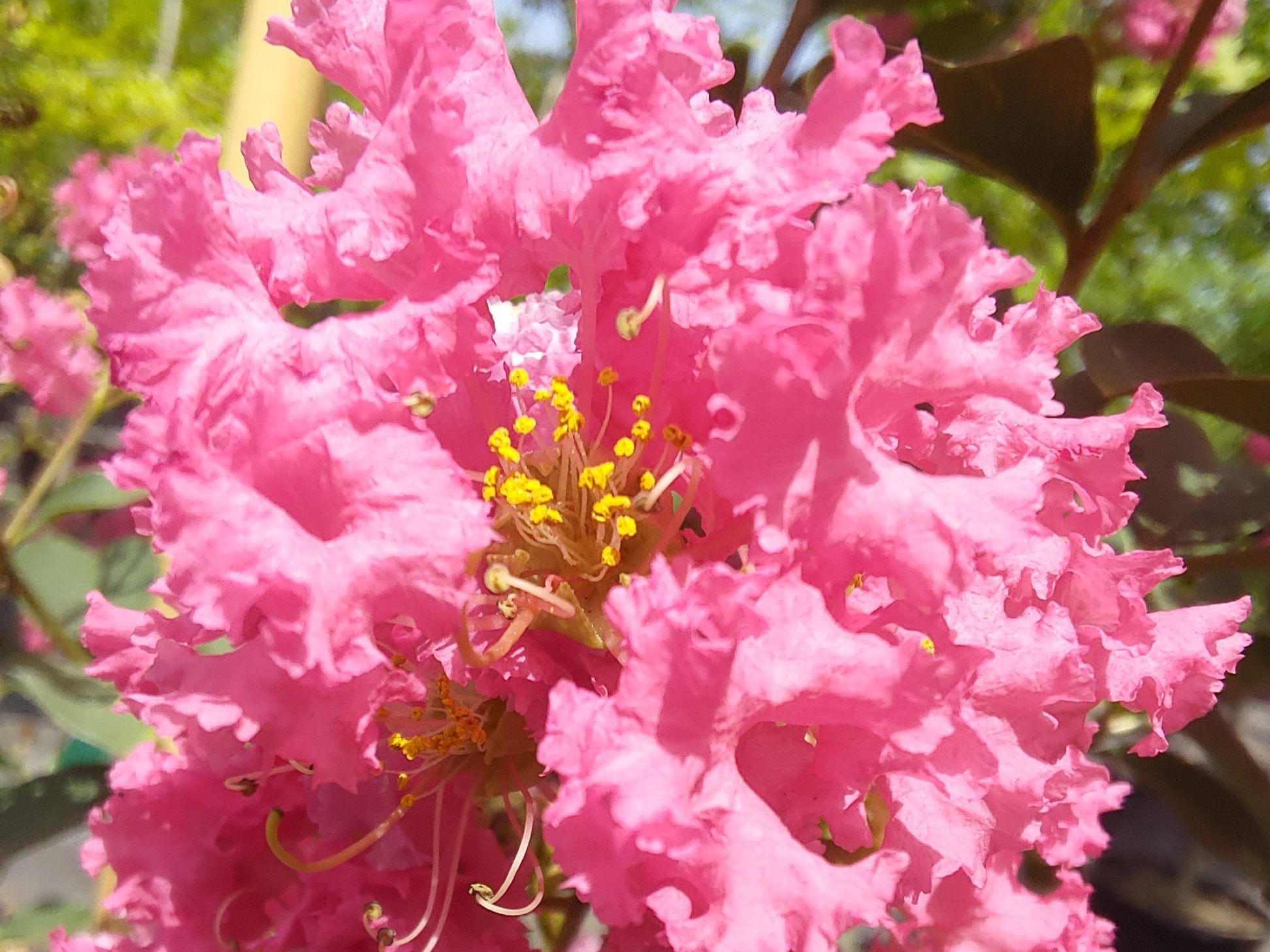 Tuscurora CrepeMyrtle