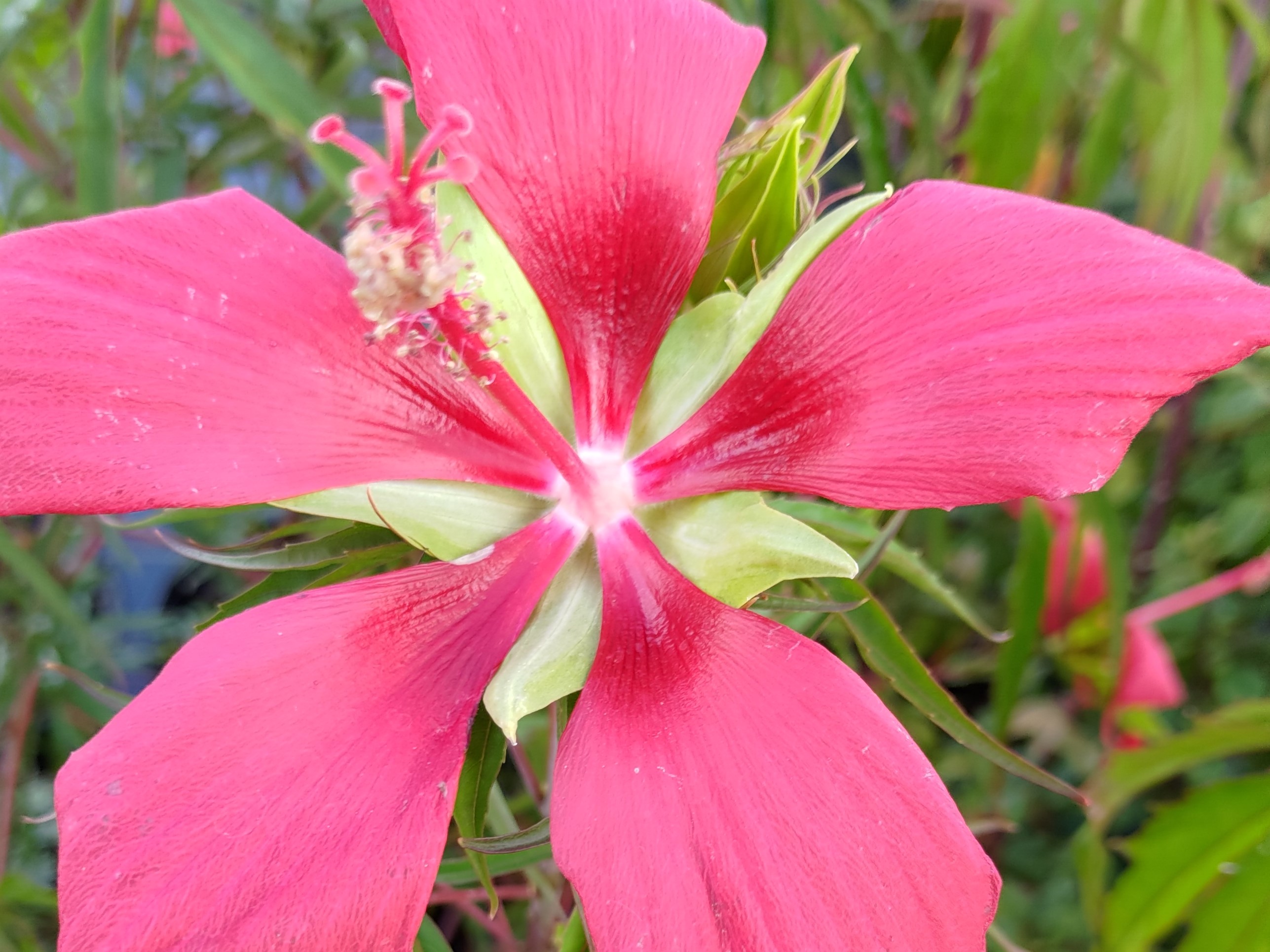 Texas Red Star Hibiscus 