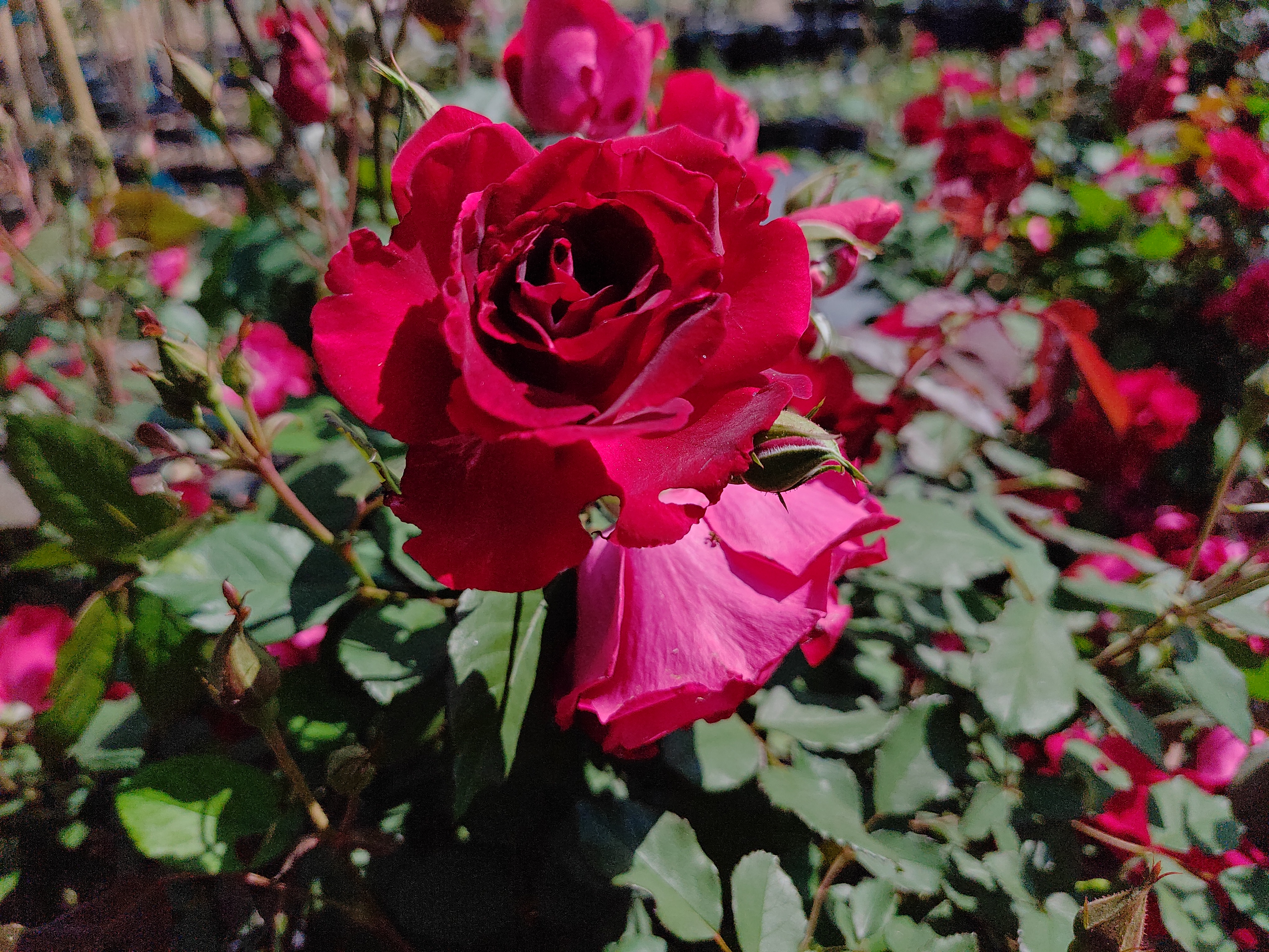 Double Knockout Rose(Vary)