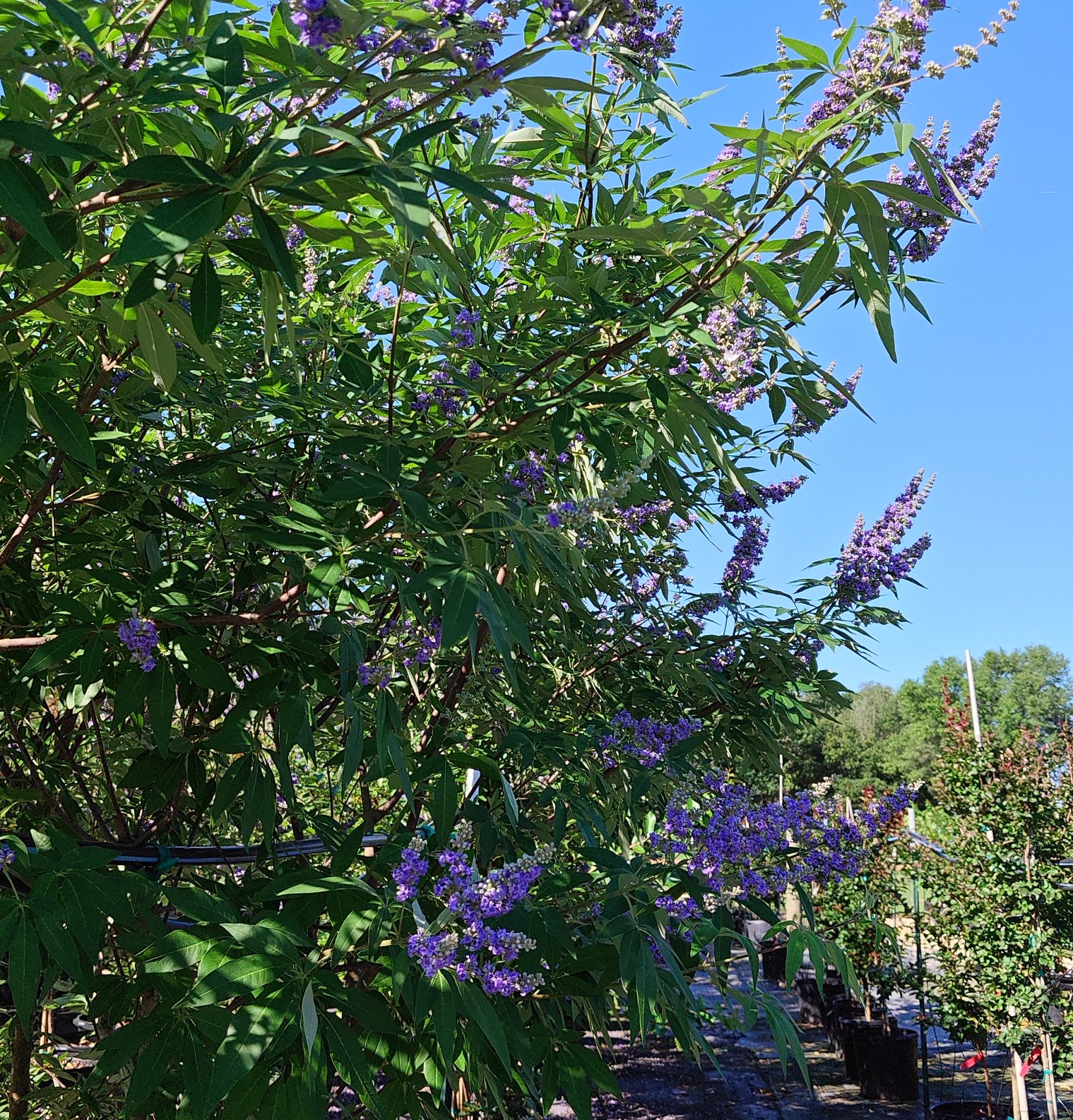 Vitex Tree